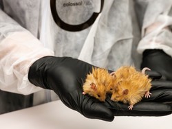 Ambisi Hidupkan Mamut, Yang Lahir Malah Tikus Mirip Pikachu