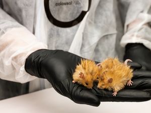 Ilmuwan Mau Hidupkan Kembali Mamut, Malah Ciptakan Tikus Berbulu Ilmuwan Mau Hidupkan Kembali Mamut, Malah Ciptakan Tikus Berbulu