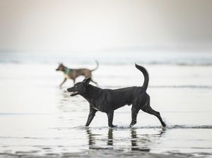 5 Anjing Liar Serang Remaja di Lombok Tengah hingga Luka Parah 5 Anjing Liar Serang Remaja di Lombok Tengah hingga Luka Parah