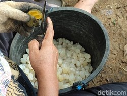 Berkah Kolang-kaling untuk Warga Desa Pangandaran