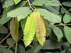 Saat Orang Arab Ramai-ramai ke RI Buru Tanaman yang Disebut Al-Quran