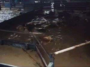 Video: Kondisi Terkini Sapi-sapi di RPH Bekasi Seusai Terendam Banjir