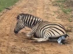 Momen Langka, Turis Saksikan Langsung Zebra Beranak di Depan Mata