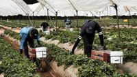 Geliat Petani Meksiko di Tengah Konsekuensi Tarif Trump