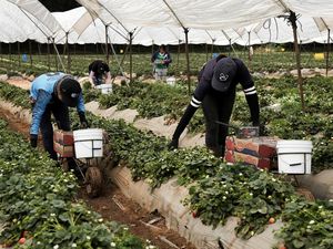 Geliat Petani Meksiko di Tengah Konsekuensi Tarif Trump Geliat Petani Meksiko di Tengah Konsekuensi Tarif Trump