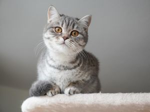 Miris, 100 Kucing Ditemukan Mati di Rumah Staf Perlindungan Hewan Miris, 100 Kucing Ditemukan Mati di Rumah Staf Perlindungan Hewan