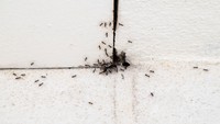 Cara Basmi Semut di Rumah Pakai Bahan Alami