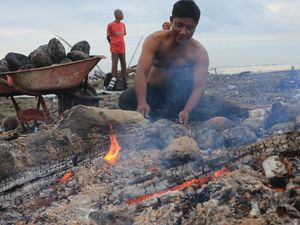 Kelapa Bakar Khas Ramadan di Aceh Barat Ramai Peminat Kelapa Bakar Khas Ramadan di Aceh Barat Ramai Peminat