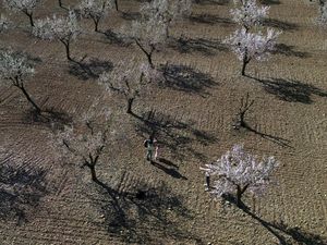 Krisis Iklim Picu Bunga Almond Mekar Lebih Awal