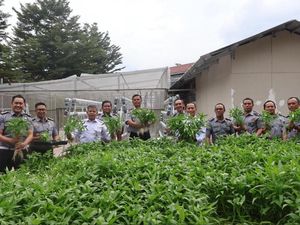 Saat Kangkung Tumbuh Subur di Balik Jeruji Besi Lapas Sukamiskin