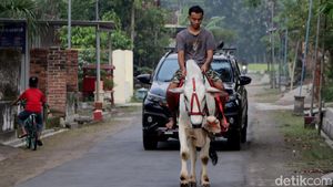 Pemuda Ponorogo Ngabuburit dengan Menunggang Sapi
