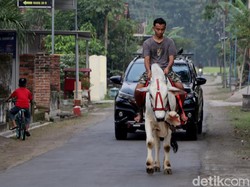 Momen Pemuda Ponorogo Ngabuburit Naik Sapi, Unik Banget!