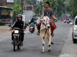 Unik, Pemuda Ini Ngabuburit Nyari Takjil Naik Sapi