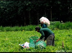 Permintaan Blewah di Lamongan Naik Drastis Saat Ramadan