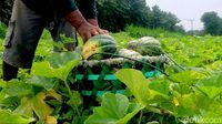 Permintaan Buah Blewah di Lamongan Meningkat saat Ramadan