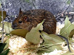 Tikus Langka Dipamerkan di Jepang, Biar Masyarakat Kenal dengan Pesonanya Tikus Langka Dipamerkan di Jepang, Biar Masyarakat Kenal dengan Pesonanya