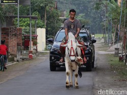 Unik! Pemuda Ponorogo Ngabuburit dengan Menunggang Sapi