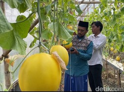 Sensasi Ngabuburit Petik Buah Melon Langsung dari Kebunnya di Lamongan