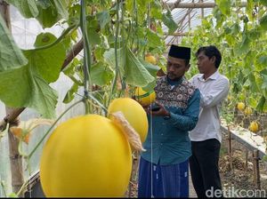 Sensasi Ngabuburit Petik Buah Melon Langsung dari Kebunnya di Lamongan Sensasi Ngabuburit Petik Buah Melon Langsung dari Kebunnya di Lamongan