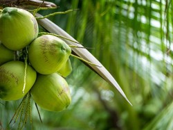 Perhatikan 4 Tips Ini agar Tak Salah Beli Kelapa Muda