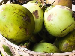 Zulhas Pernah Bilang Kelapa RI Diborong China, Begini Datanya