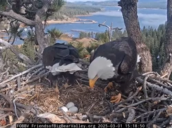 Disambut Meriah, Elang Botak Kesayangan AS Tetaskan 2 Telur