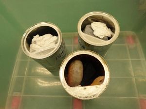 Keterlaluan! Tertangkap di Bandara, Kadal Langka Diselundupkan Dalam Kaleng Susu Keterlaluan! Tertangkap di Bandara, Kadal Langka Diselundupkan Dalam Kaleng Susu