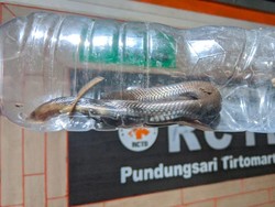 Lagi! Ular Kobra Teror Warga Baran Klaten, Kali Ini Ngumpet di Lemari