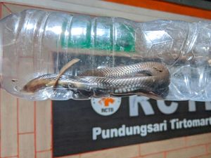 Lagi! Ular Kobra Teror Warga Baran Klaten, Kali Ini Ngumpet di Lemari Lagi! Ular Kobra Teror Warga Baran Klaten, Kali Ini Ngumpet di Lemari