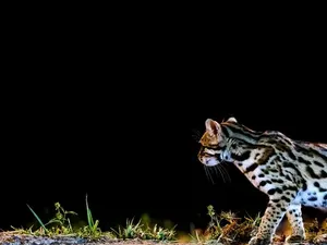 Jejak Kucing Ungkap Rahasia China Kuno yang Lama Hilang