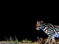 Jejak Kucing Ungkap Rahasia China Kuno yang Lama Hilang