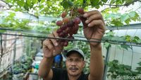 Melihat Budi Daya Anggur di Tambun Bekasi