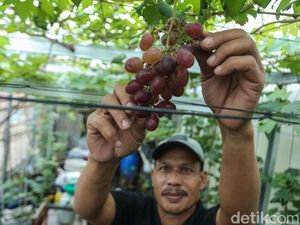 Melihat Budi Daya Anggur di Tambun Bekasi Melihat Budi Daya Anggur di Tambun Bekasi