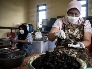 Melihat Produksi Olahan Unik Tomat Rasa Kurma Melihat Produksi Olahan Unik Tomat Rasa Kurma
