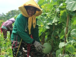 Harga Melon-Semangka Meroket, Petani Bojonegoro Kebanjiran Cuan