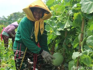 Harga Melon-Semangka Meroket, Petani Bojonegoro Kebanjiran Cuan Harga Melon-Semangka Meroket, Petani Bojonegoro Kebanjiran Cuan