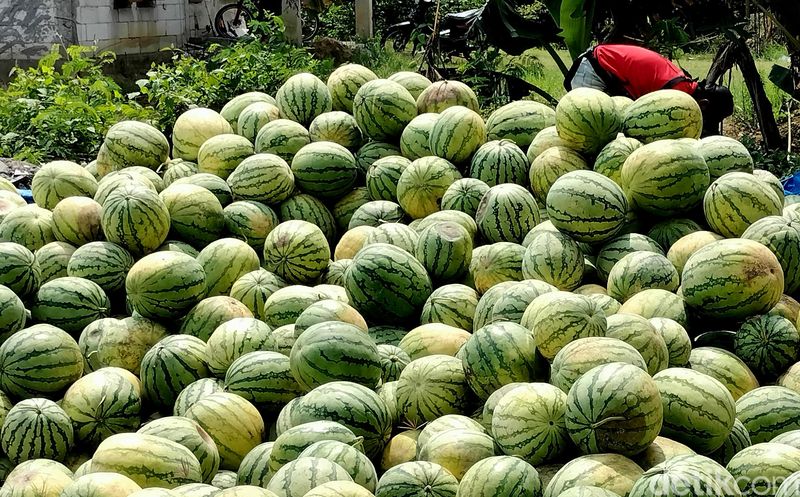 Petani di Bojonegoro panen semangka dan melon