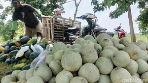 Petani Melon-Semangka di Bojonegoro Meraup Untung saat Ramadan