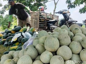 Petani Melon-Semangka di Bojonegoro Meraup Untung saat Ramadan Petani Melon-Semangka di Bojonegoro Meraup Untung saat Ramadan