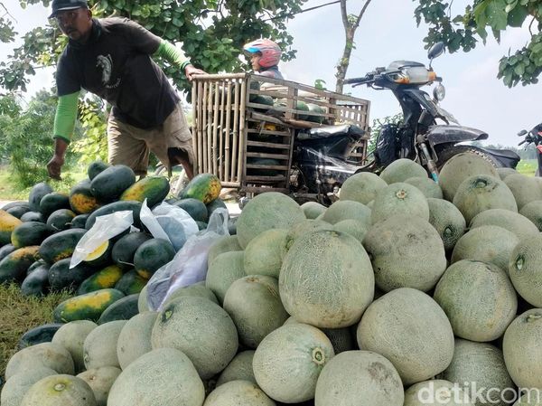 Petani Melon-Semangka di Bojonegoro Meraup Untung saat Ramadan