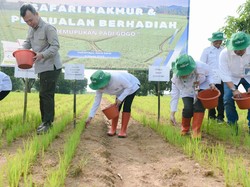 Solusi untuk Swasembada Pangan Meski di Lahan Kering