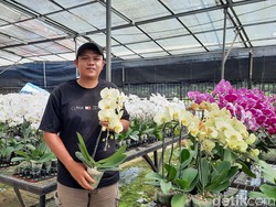 Cita-cita Pengusaha Anggrek Ragunan Ingin Punya Kebun Sendiri