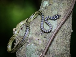 Bukan Pakai Garam, Begini Cara Ampuh Cegah Ular Berkeliaran di Sekitar Rumah