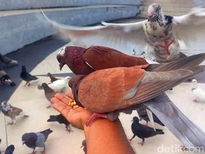 Ngabuburit Seru Sambil Interaksi dengan Burung Merpati di Mamuju Ngabuburit Seru Sambil Interaksi dengan Burung Merpati di Mamuju