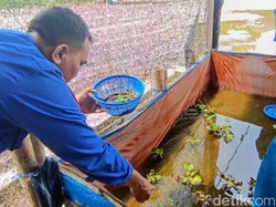 Dukung Ketahanan Pangan, Satpolairud Polres Situbondo Tebar Bibit Lele