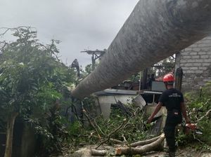 Pohon Setinggi 15 Meter di Karangasem Tumbang Timpa Rumah-Tutup Arus Lalin