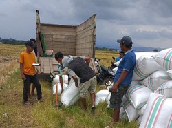 Bulog Diminta Serap Gabah dan Beras dari Petani