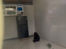 BKSDA Evakuasi Monyet Endemik Macaca Maura Diduga Dipelihara Warga di Maros