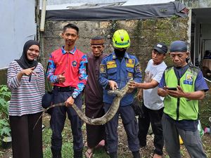 Damkar Bogor Evakuasi Biawak yang Sempat Merayap di Dinding Rumah Warga Damkar Bogor Evakuasi Biawak yang Sempat Merayap di Dinding Rumah Warga