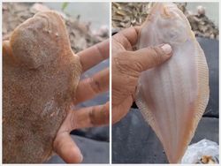 Penjual Es Pakai Banyak Kental Manis dan Uniknya Ikan Bekal Nabi Musa